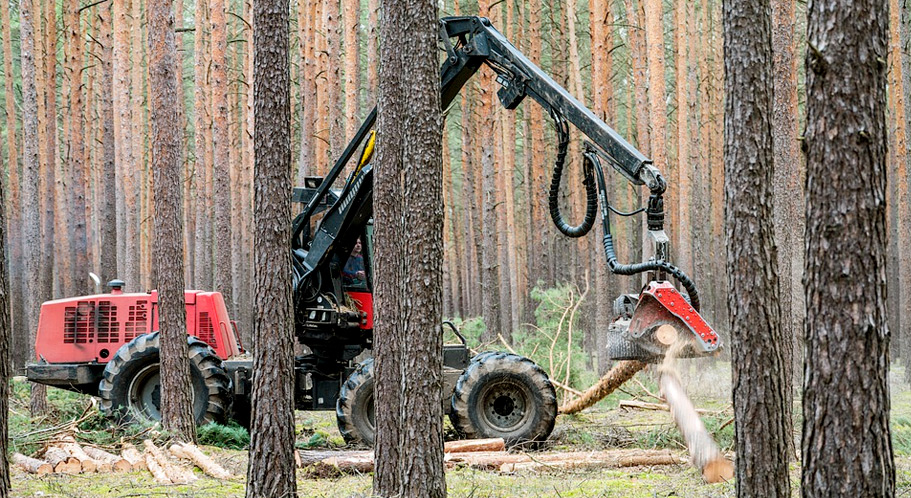 Photo of Forestry sector training